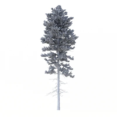 Norway spruce Set 1 Corona — Ver 4