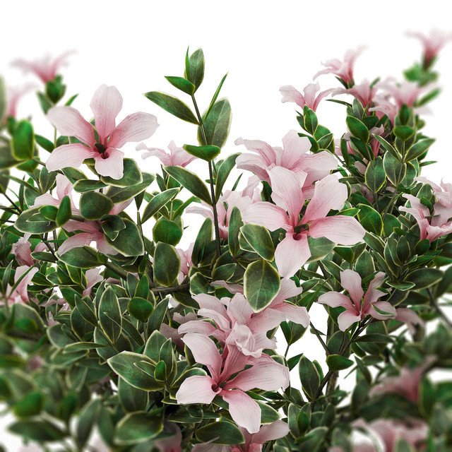 Serissa foetida flora — Descargar