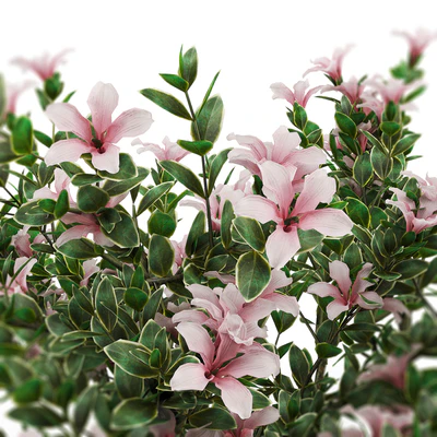 Serissa foetida flora — Ver 3
