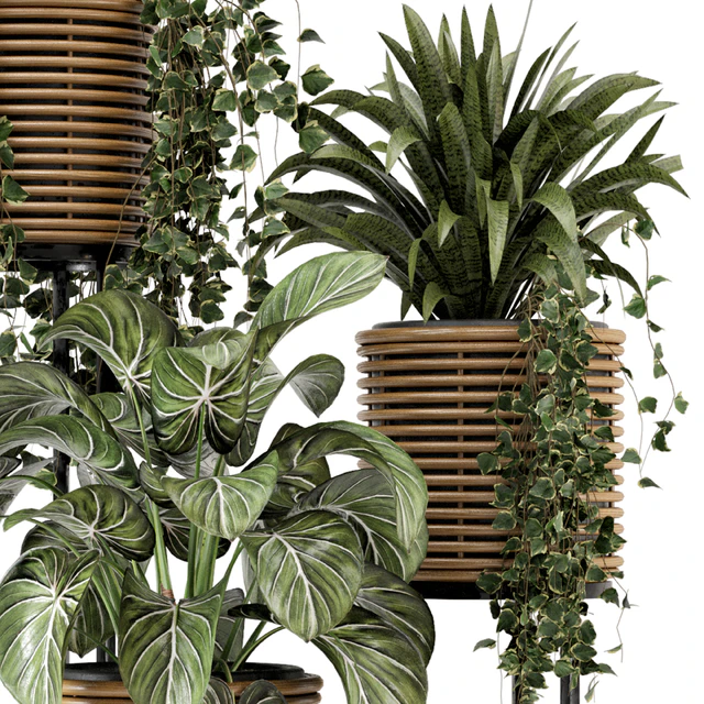 Indoor Plants in natural rattan Pot on Metal Base  - Set 592 — Скачать