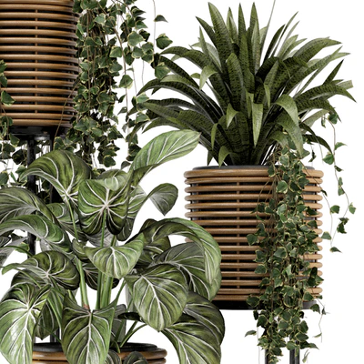 Indoor Plants in natural rattan Pot on Metal Base  - Set 592 — Вид 6