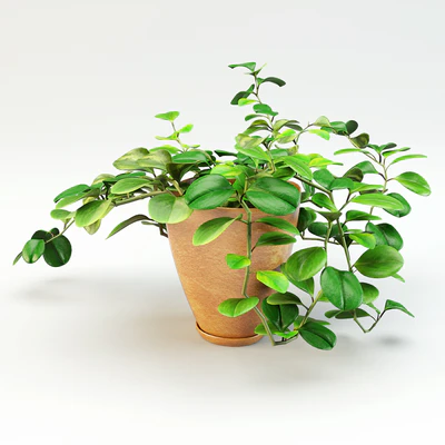 flowerpot peperomiya - Peperomia — View 2