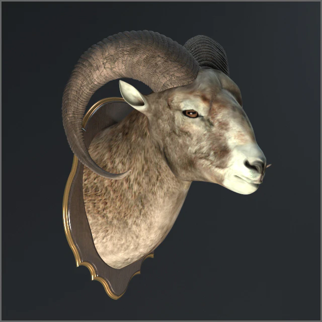 Altai argali — Descargar