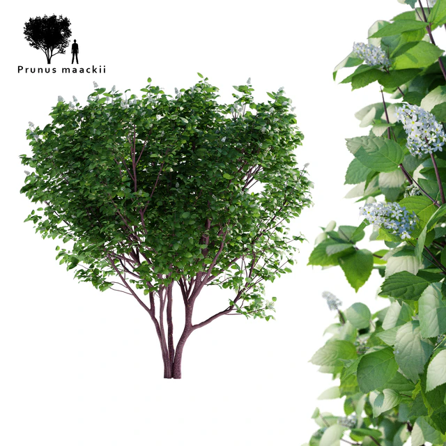 Bird cherry Maak | Prunus maackii — Download