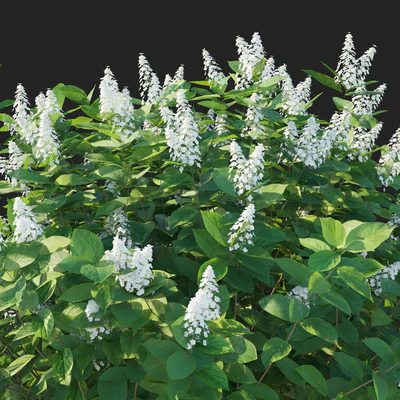Hydrangea paniculata Tardiva — Вид 3