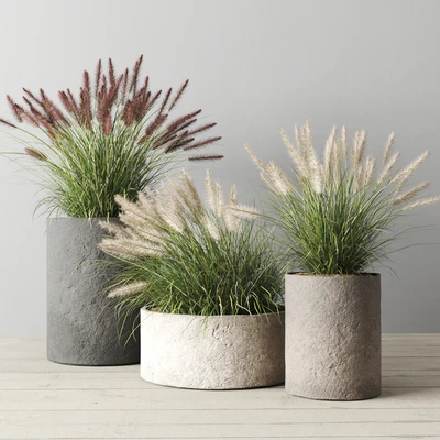 Pennisetum foxtail in concrete pots — Ver 1
