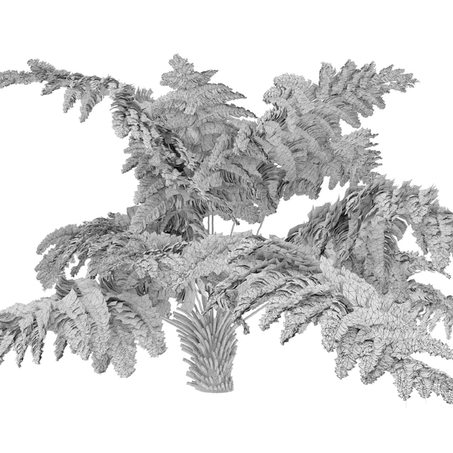 tree fern 04 — Download