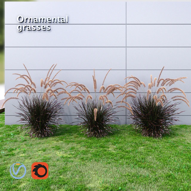 Ornamental grass Fountaingrass purple medium — Download