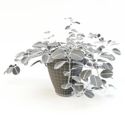 flowerpot peperomiya - Peperomia — View 3