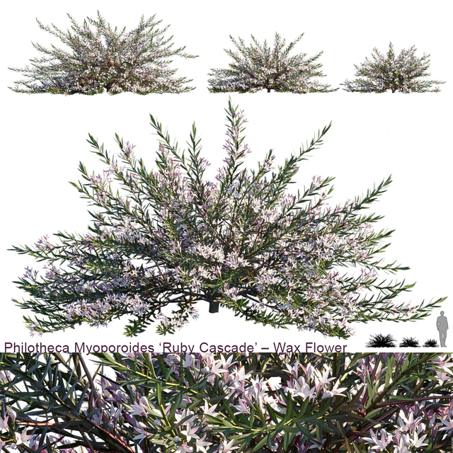 Philotheca Myoporoides Ruby Cascade | Wax Flower — Скачать