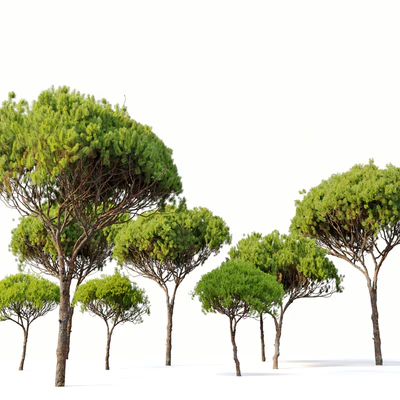 Stone pine 4 (Pinus pinea) — Ver 5