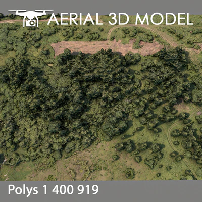 Forest 75 — View 5