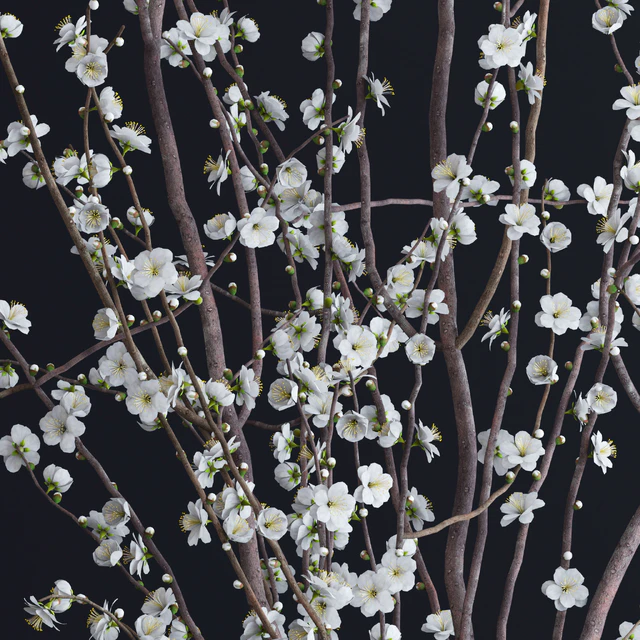 Prunus White Blossom — Descargar