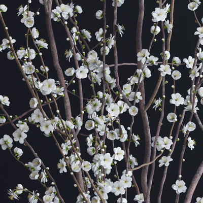 Prunus White Blossom — Ver 3