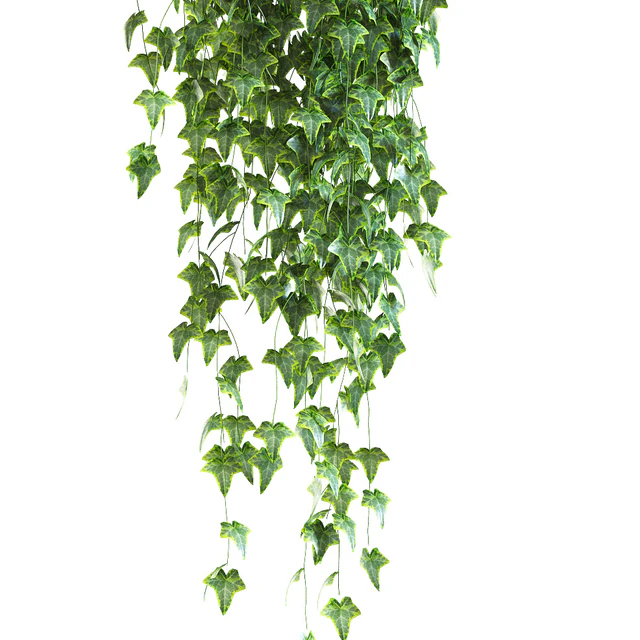 Ivy in pot v4. 3 products — Descargar