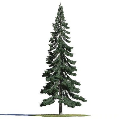 coniferous trees 007 — Скачать