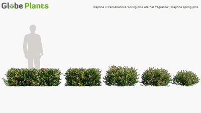 daphne spring pink eternal fragrance — descargar