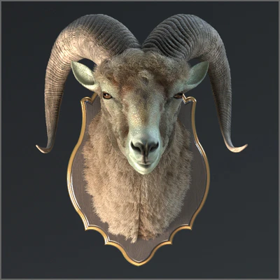 Altai argali — Ver 1