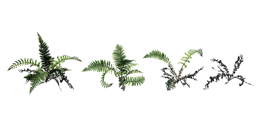 prickly shield fern 003 — Descargar