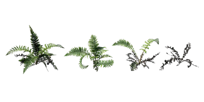 prickly shield fern 003 — Descargar