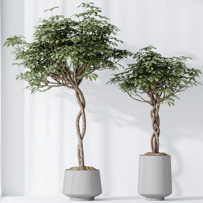 HQ HousePlants Schefflera Arboricola Umbrella Set02 — Вид 5