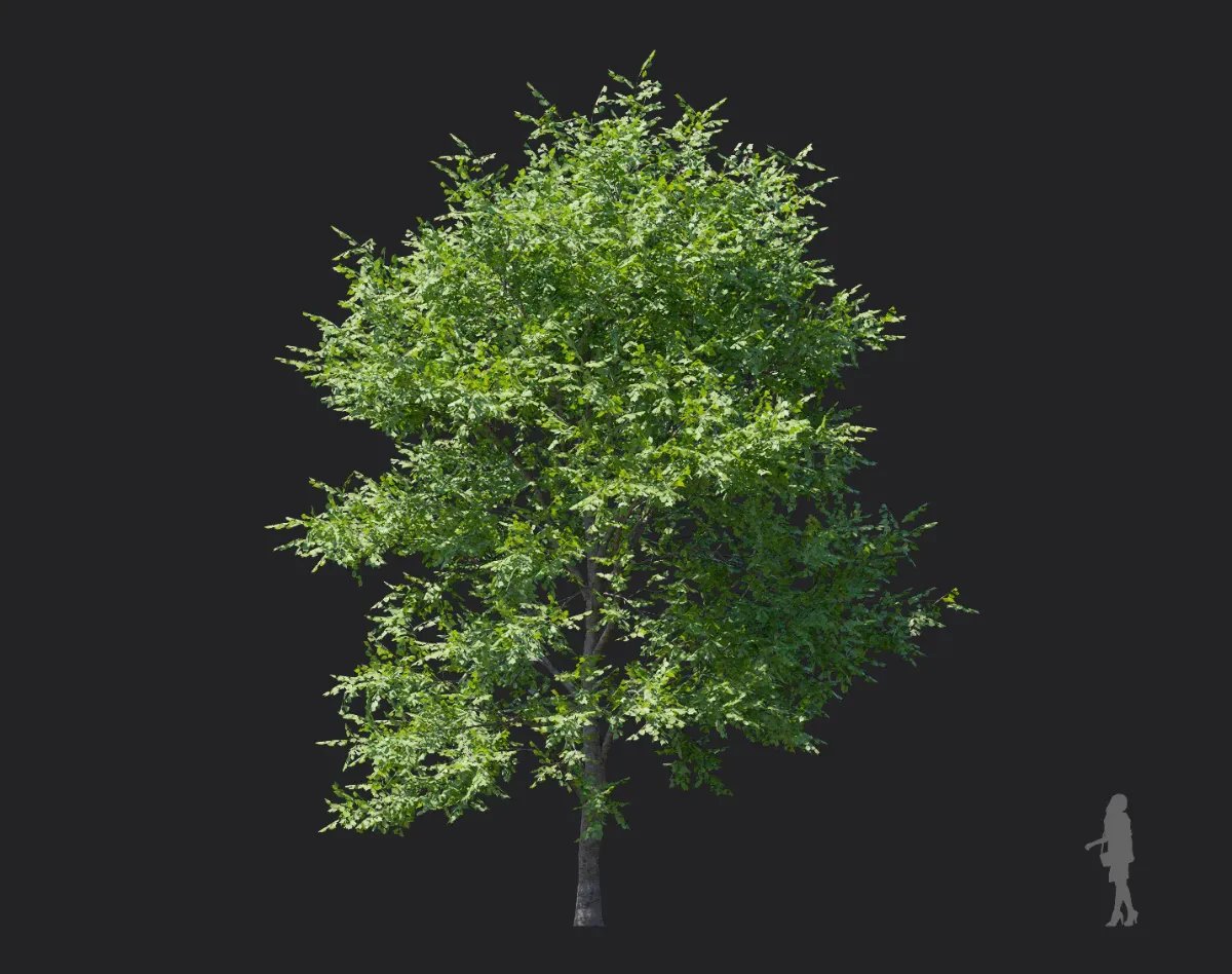 tilia amurensis 001 — Скачать