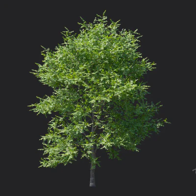 tilia amurensis 001 — download