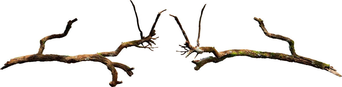 broken branches 001 — Descargar
