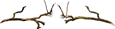 broken branches 001 — Descargar