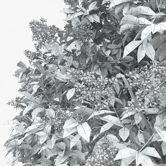 Ligustrum flowering — Descargar