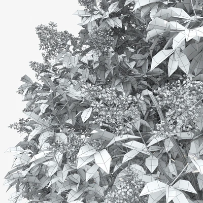 Ligustrum flowering — Ver 3