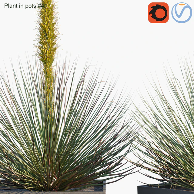 Plant in pots #41 : Agave — Скачать
