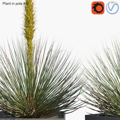 Plant in pots #41 : Agave — Вид 3