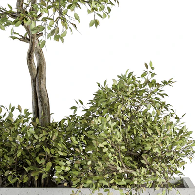 indoor Plant Set 235 - Plant Set in Box — Вид 5