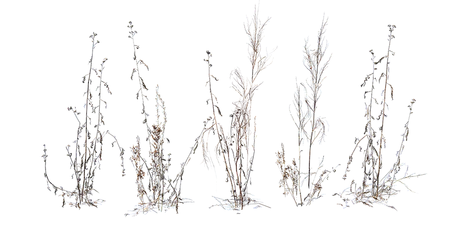 dry weeds 002 — Descargar