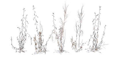 dry weeds 002 — download