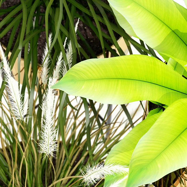 Plants collection 146 AGATA — Descargar