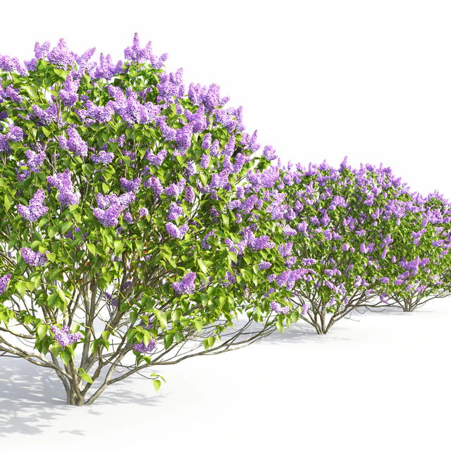 Syringa vulgaris — Скачать