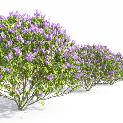 Syringa vulgaris — Вид 5