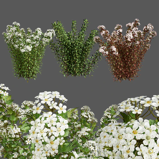 Tiny Wine Ninebark Shrub 3D Model — Скачать