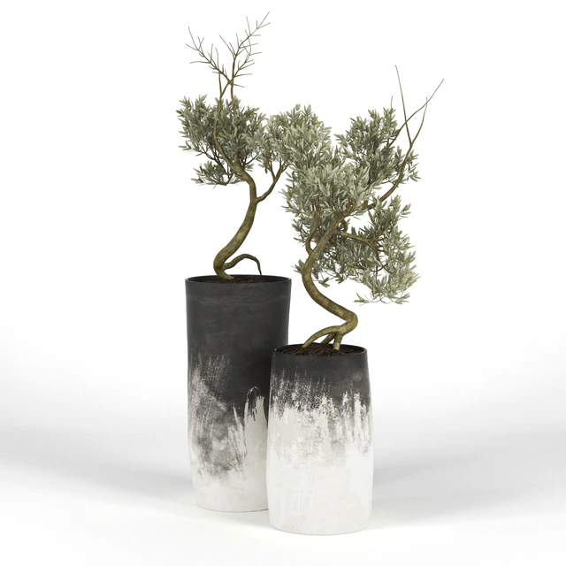 Olive Tree III — Скачать