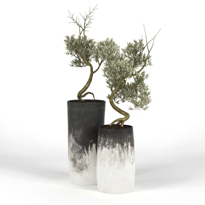 Olive Tree III — Вид 1