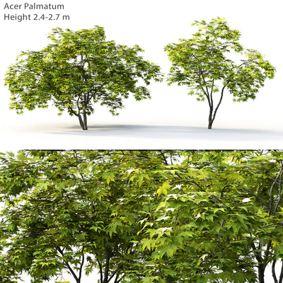 Acer — Вид 1