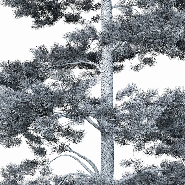 Pine — Descargar