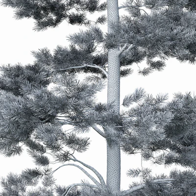 Pine — Ver 3