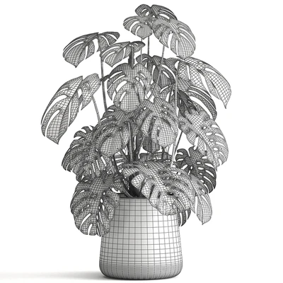 An exotic plant in a rusty metal pot with a Monstera bush. 1001. — Ver 5