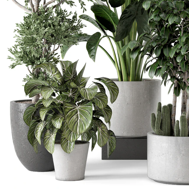 Indoor Plants  in rusty Concrete Pot - Set 584 — Скачать