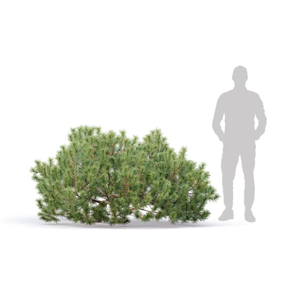 Pine — Ver 5