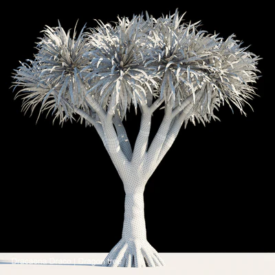Dracaena Draco | Dragon tree — Ver 2