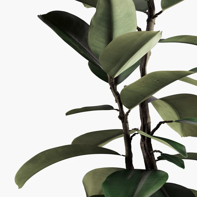 Indoor Plants Set 08 — Descargar